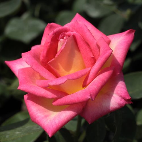 Bladoczerwone obrzeże z kremowym środkiem - Róże pienne - z kwiatami hybrydowo herbacianymi - korona równomiernie ukształtowana